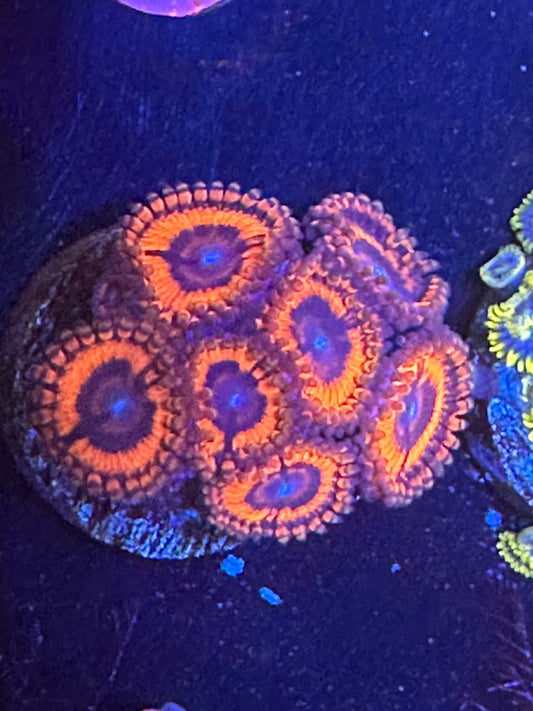 Unnamed Red with blue mouth Zoanthids WYSIWG