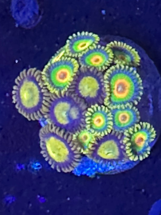Rasta And King Midas Zoanthid combo WYSIWG