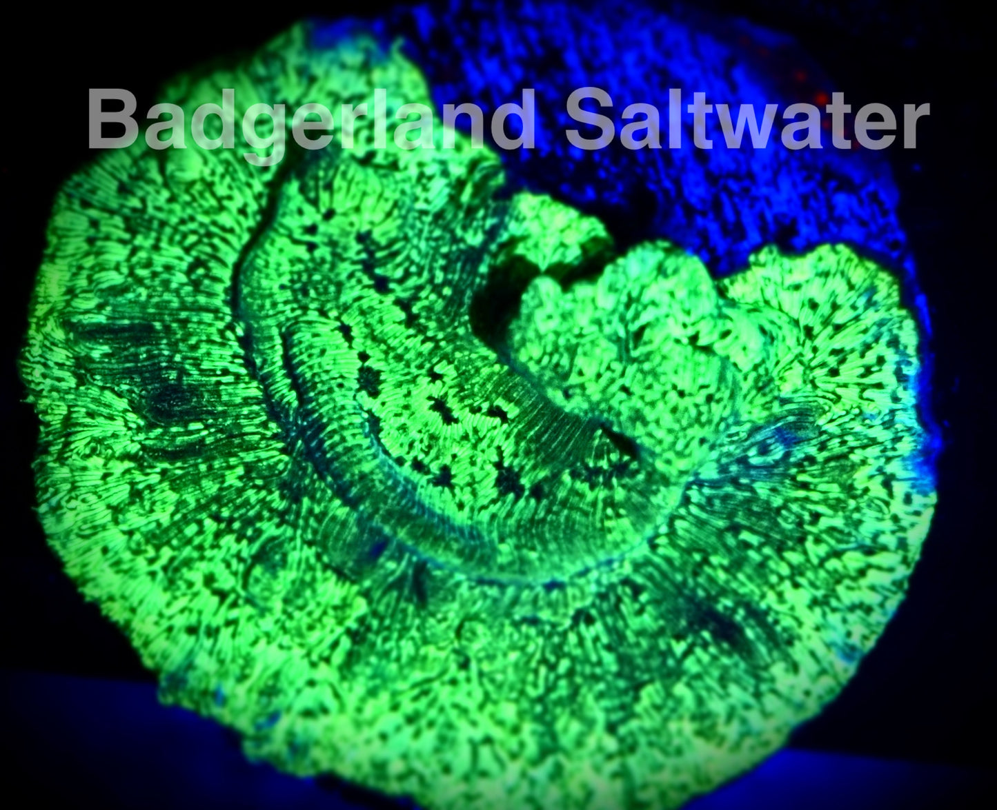 Neon Green Leptoseris