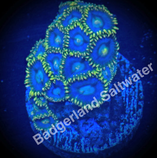 Aquaman Zoanthids WYSIWG