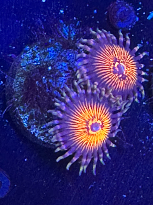 Kilauea Zoanthids WYSIWG