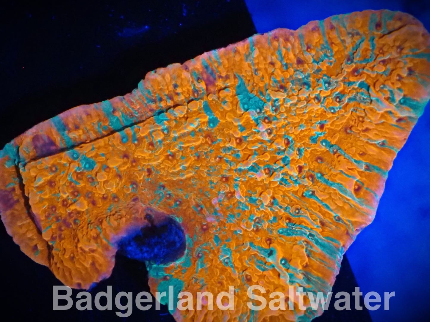 GRAFTED MONTIPORA CAP