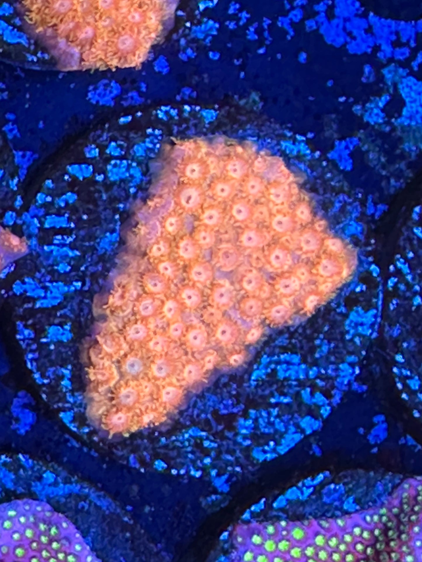 JF spellbound cyphastrea WYSIWG