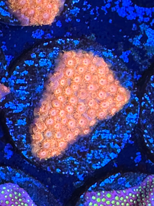 JF spellbound cyphastrea WYSIWG