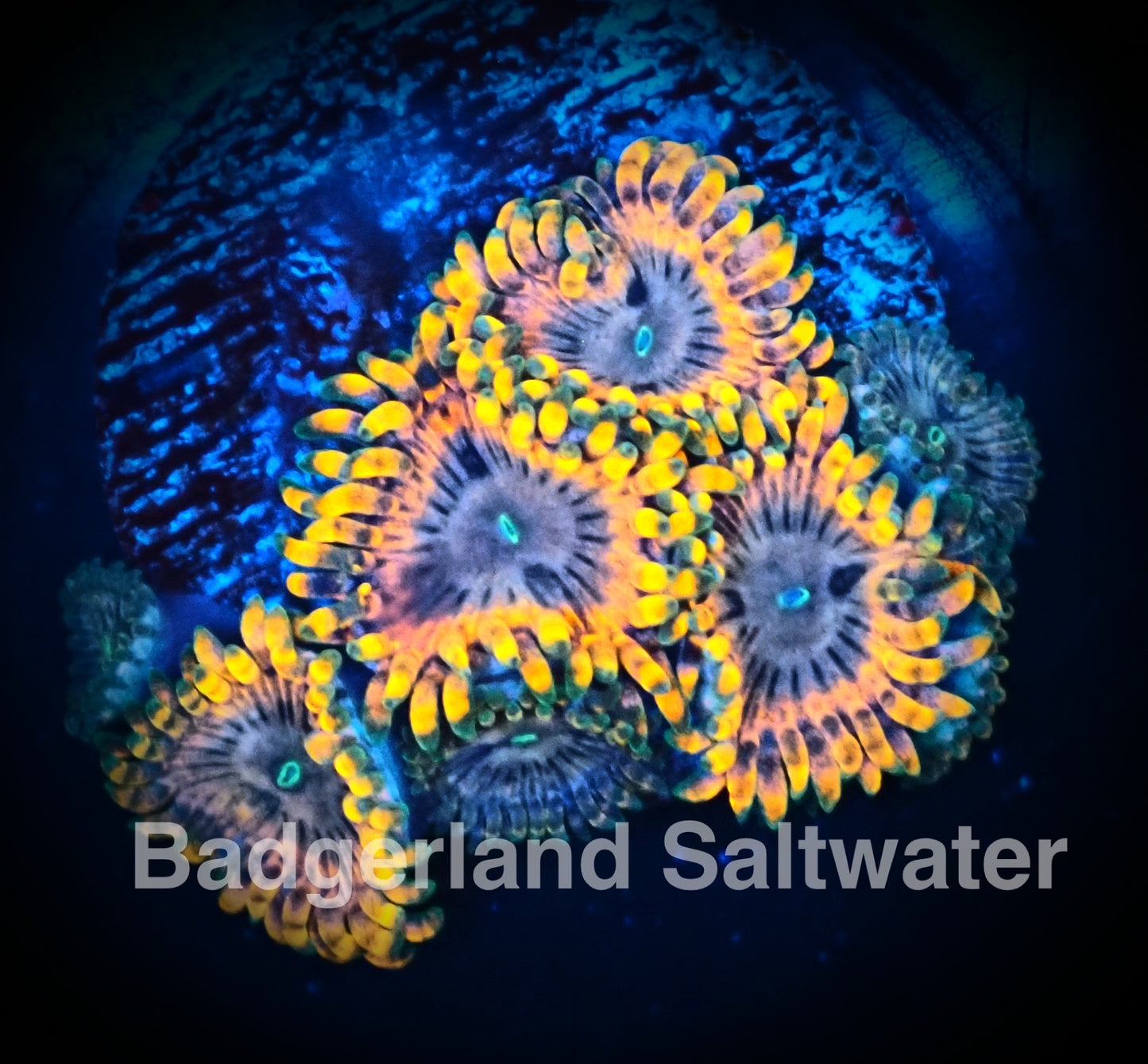 Fairy fart Zoanthid WYSIWG