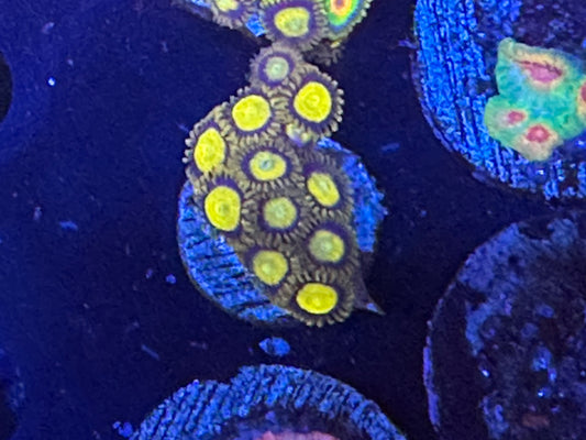 King Midas Zoanthids WYSIWG
