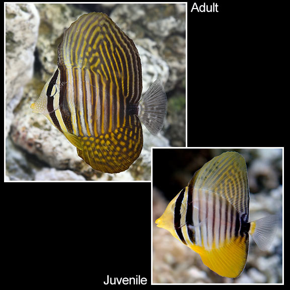 desjardini sailfin tang small