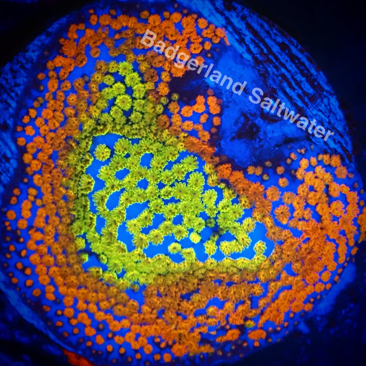 Rainbow montipora WYSIWG