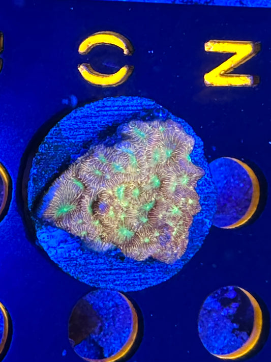 JF jack-o’-lantern leptoseris WYSIWG