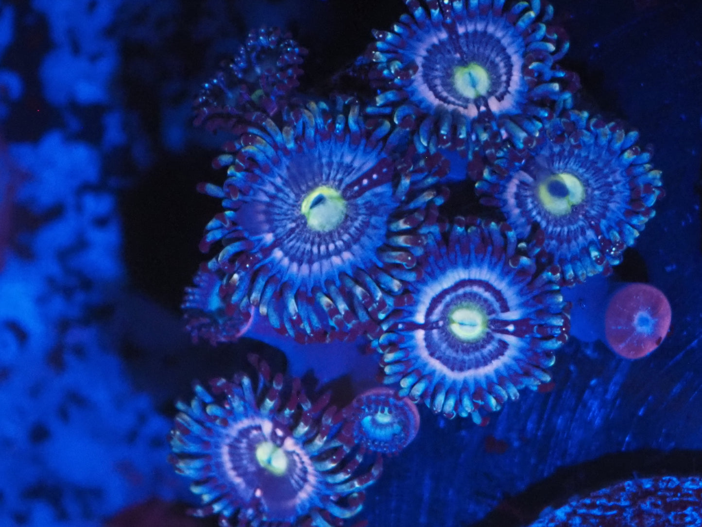 Vamps In Drag Zoa