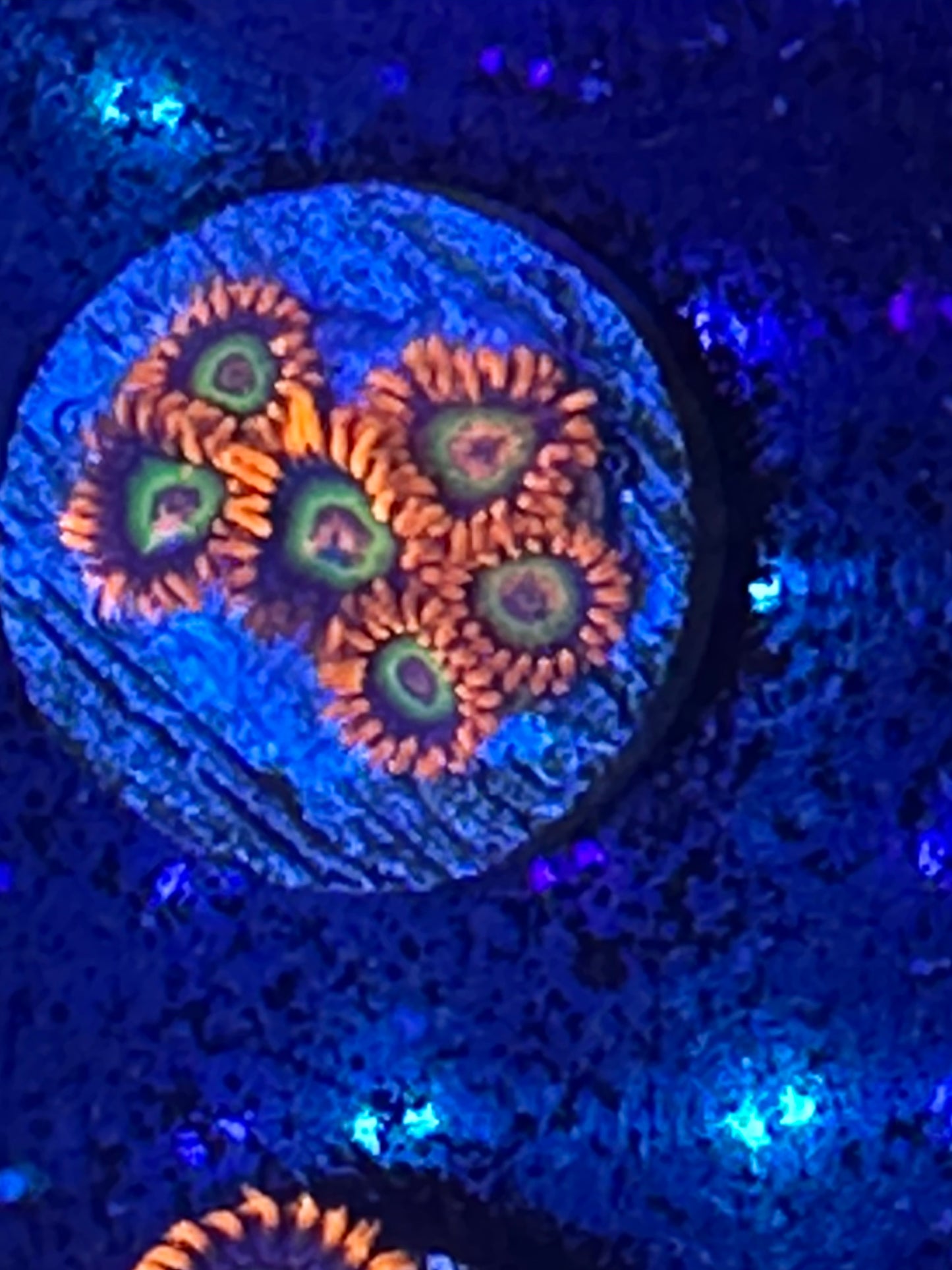 JF Vegas Strip Zoanthid WYSIWG