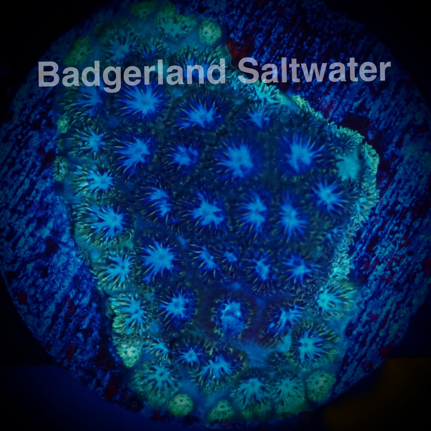Blue Eyed Leptastrea