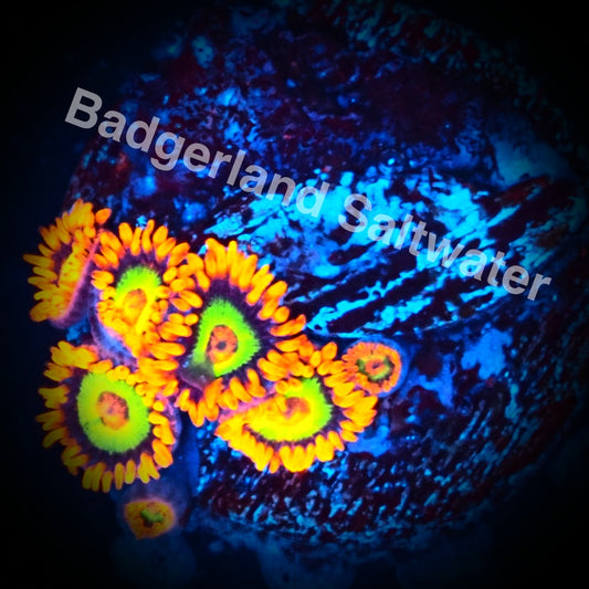 JF Vegas Strip Zoanthid WYSIWG