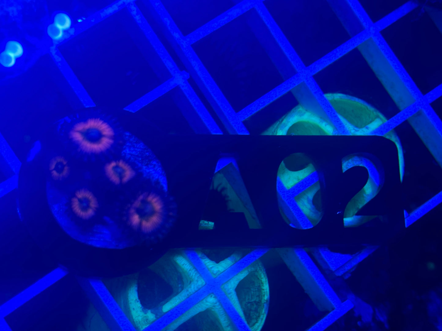 A02 Zoas