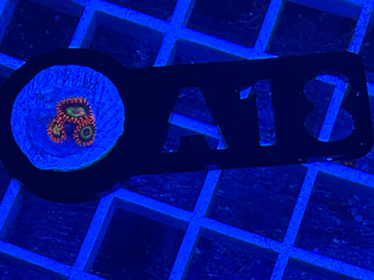 A18 JF Vegas strip zoas