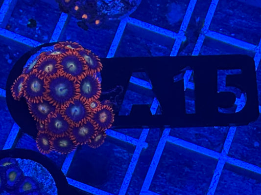 A15 Flams skirt zoas