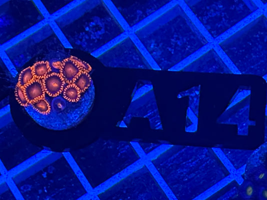 A14 Bambam zoas