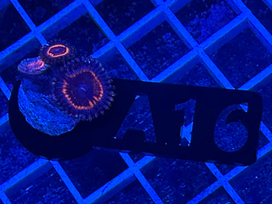 A16 armor of god zoas