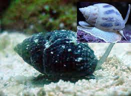 Nassarius snail