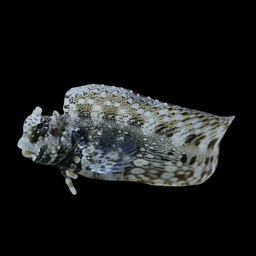 lawnmower/Algae blenny