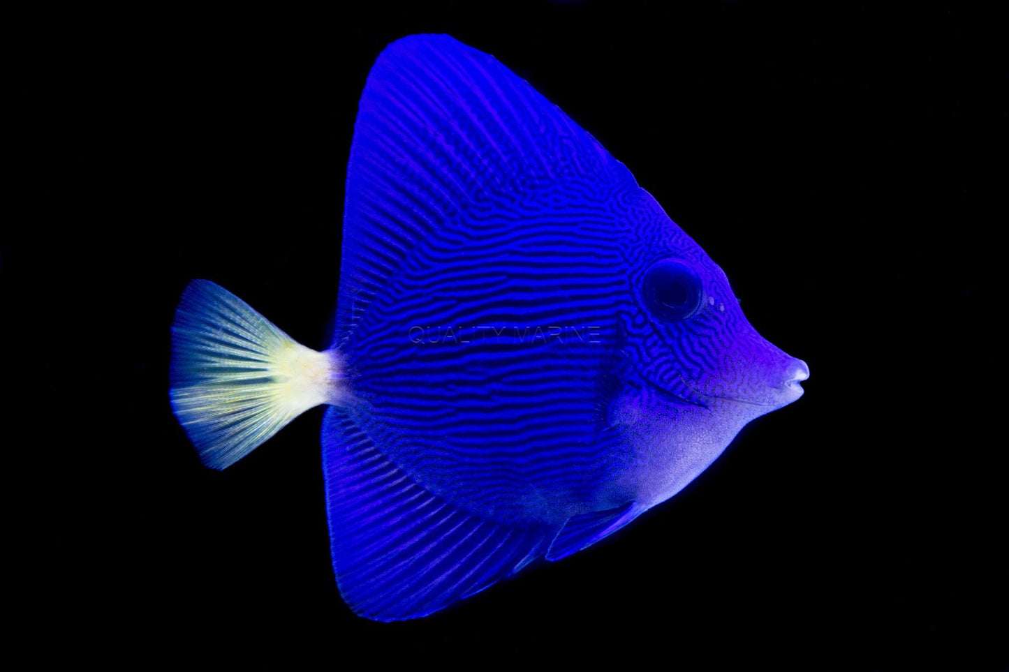 Purple tang small