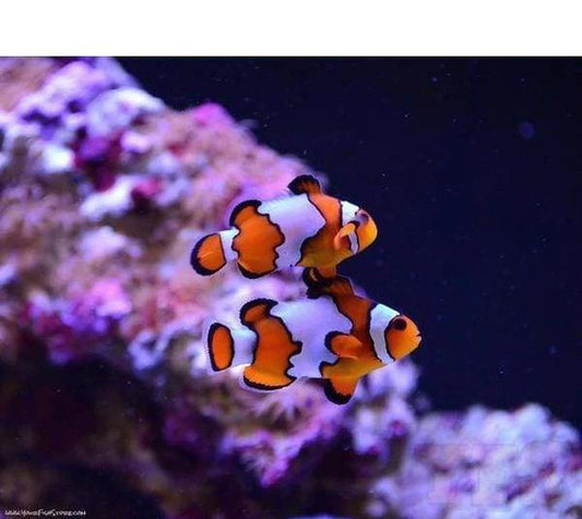 Snowflake Ocellaris Clownfish