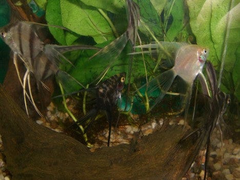 angelfish medium