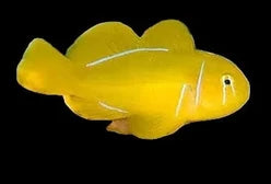 Citron clown goby