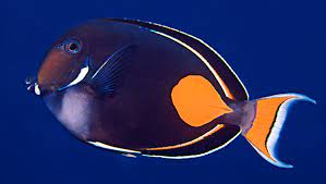 Achilles Tang ml