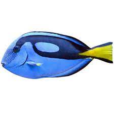 blue hippo tang small