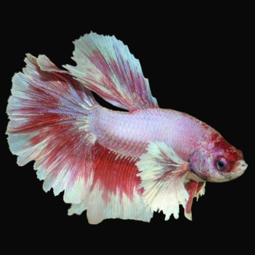 Betta halfmoon dumbo ear male - colors vary