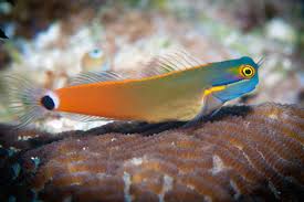 tailspot blenny