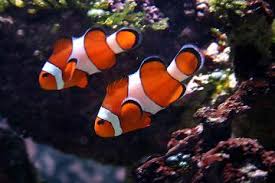 Orange oscellaris clownfish