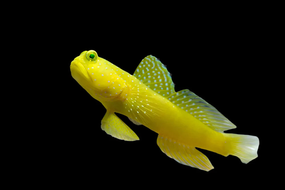Yellow Watchman Goby - Cryptocentrus cinctus