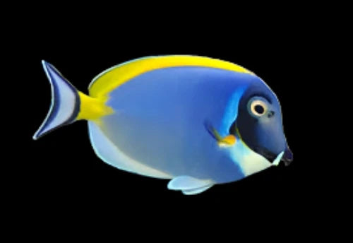 Powder blue tang- Acanthurus leucosternon