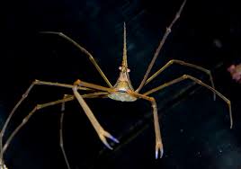 Arrow crab