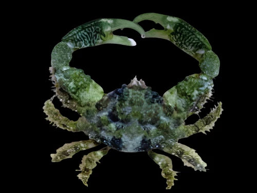 Green emerald crab