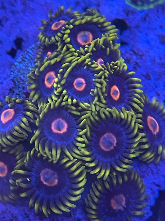 Blow Pop Zoanthid