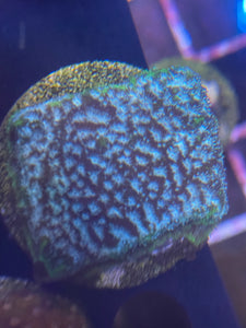 Mr. Freeze Leptoseris