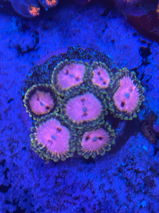 Pink Diamond Zoanthid