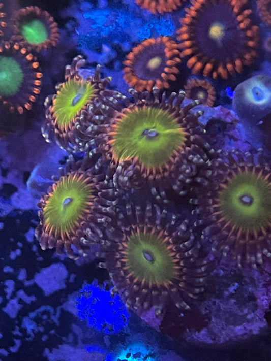 Rainbow Troll Zoanthid