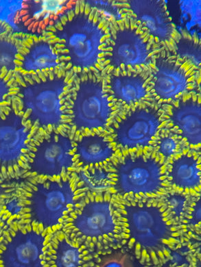 Aquaman Zoanthid