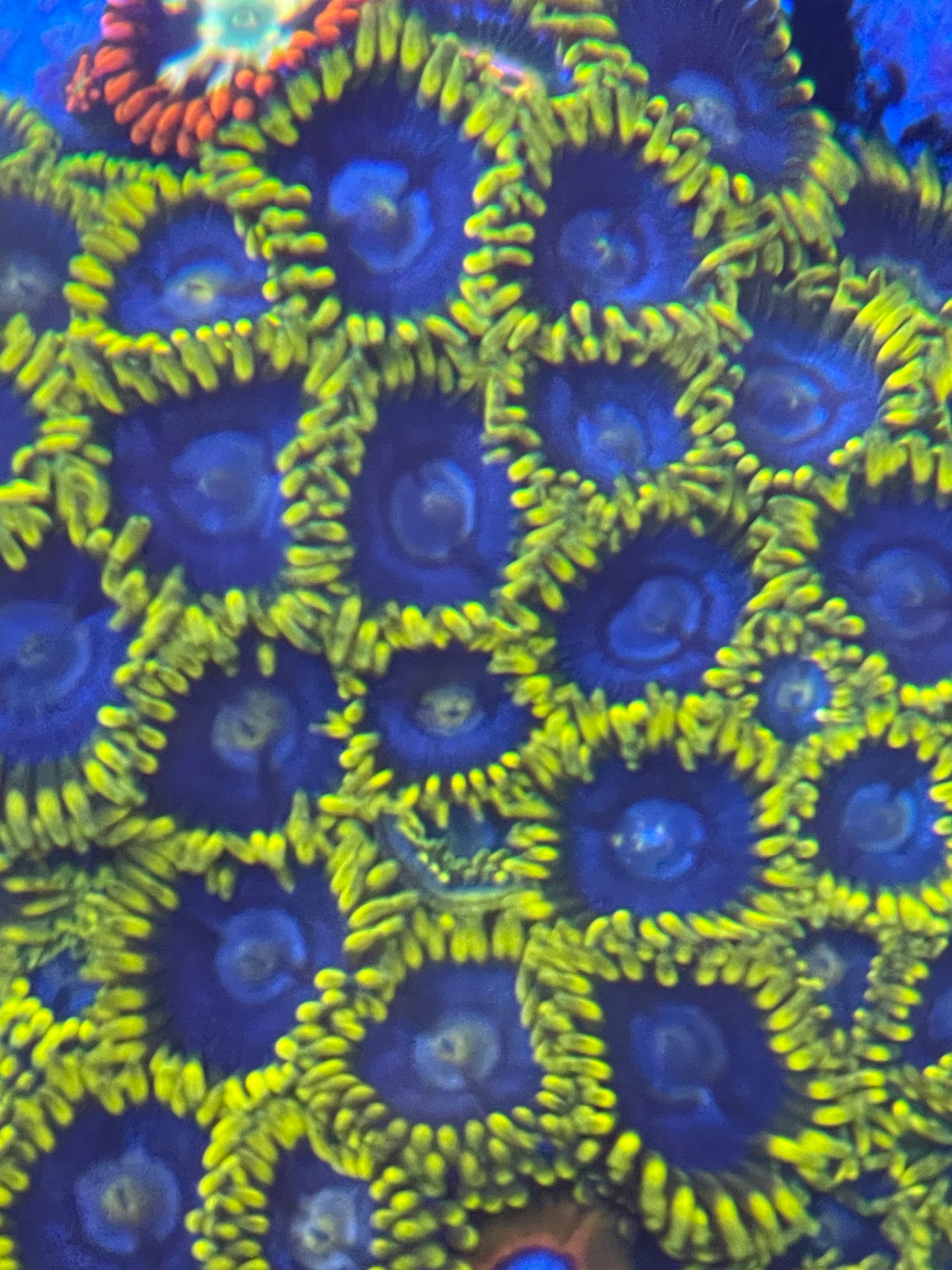 Aquaman Zoanthid