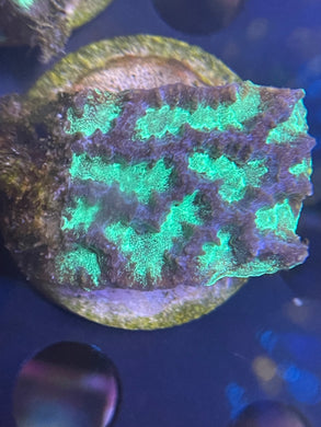 Toxic Green Platygyra