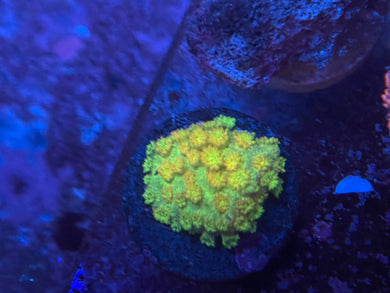Yellow W/Red Tentacle Goniopora