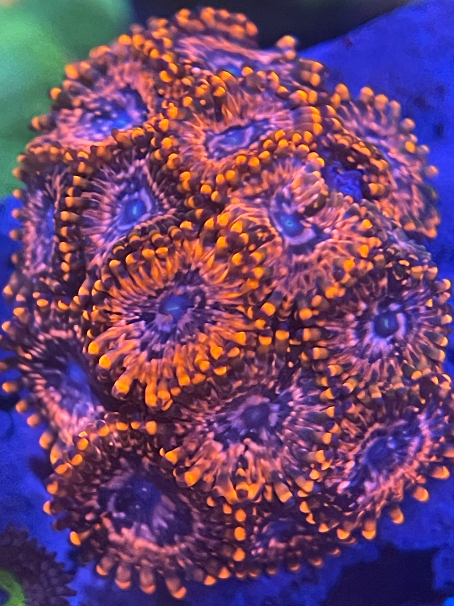 Utter Chaos Zoanthid