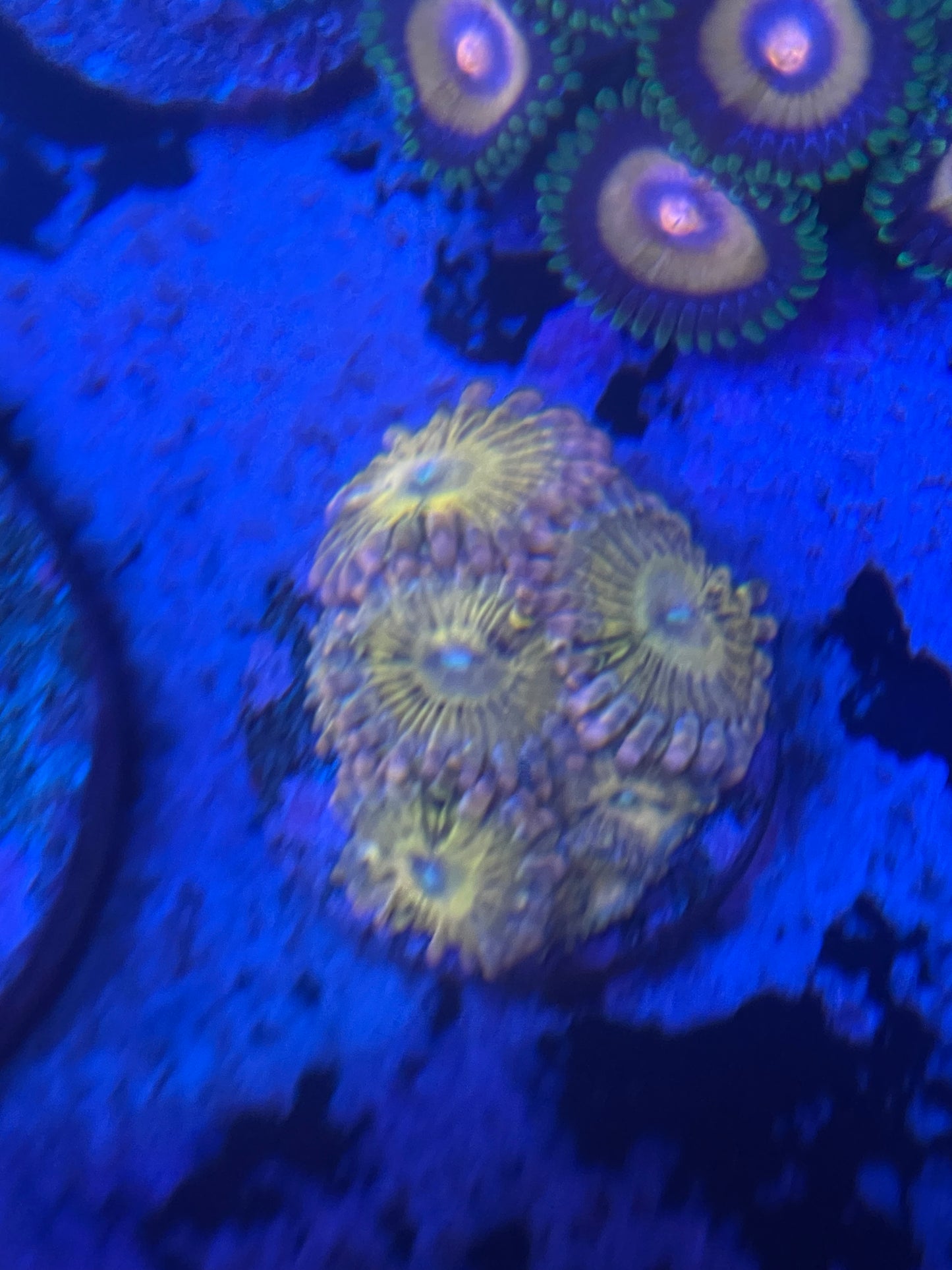 Chiquita Zoanthid