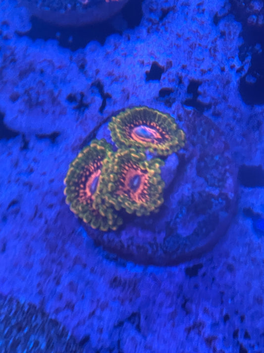 Grand Master Krack Zoanthid (GMK)