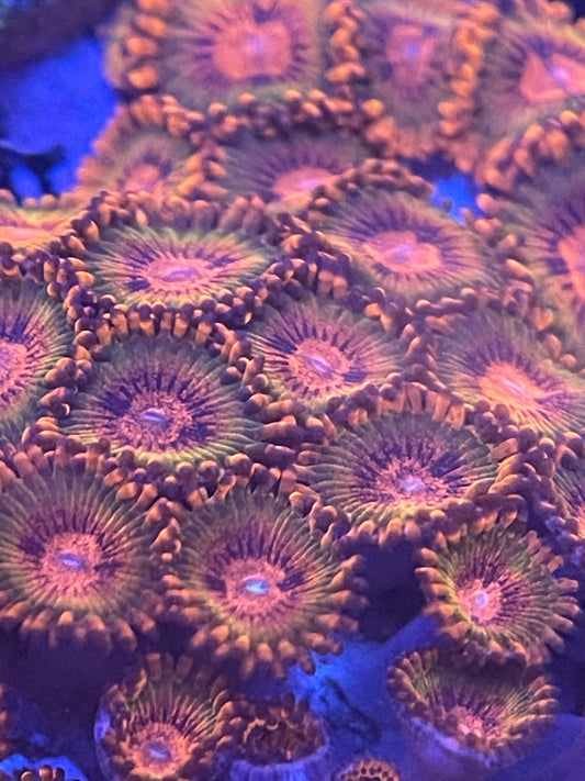 Speckled Krakatoa Zoanthid