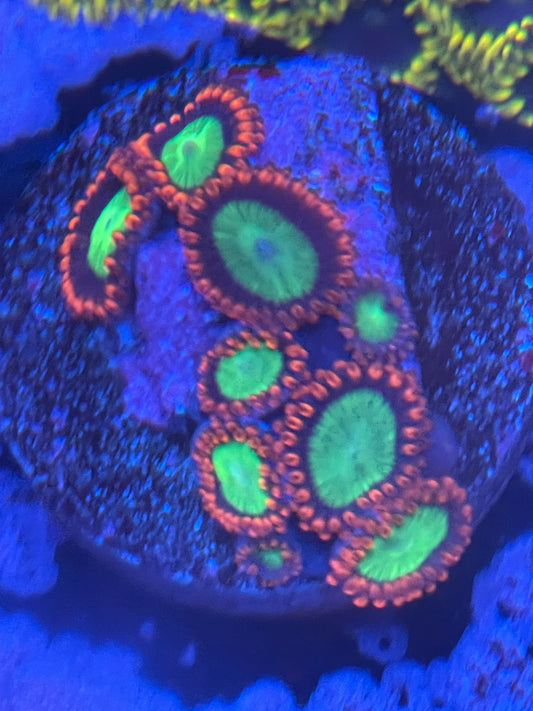 Goblin on fire Zoanthid